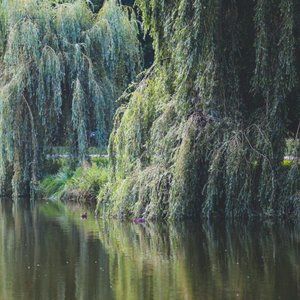 Meet your Posher, Willow